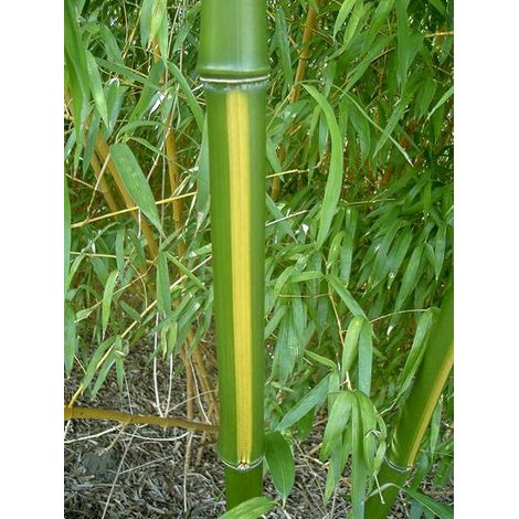 Bambou géant 'Huanwenzu' Pot de 12L/15L