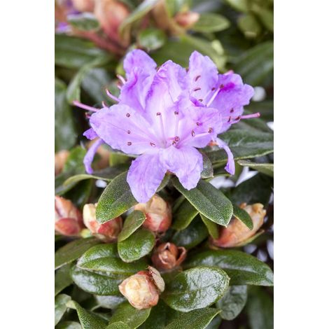 Kleinblättriger Rhododendron 'Moerheim' Rhododendron impeditum 'Moerheim' 2L 20- 25