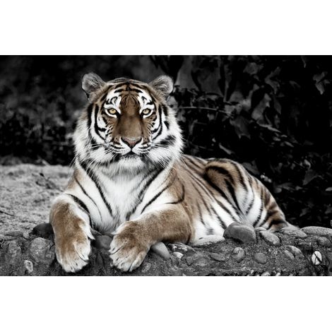 Tableau sur toile Tigre en Observation 45x65 cm - Impression sur Toile Murale Décorative - Image imprimée en HD sur Toile - Toile sur Châssis en Bois FSC - Fabriqué en France
