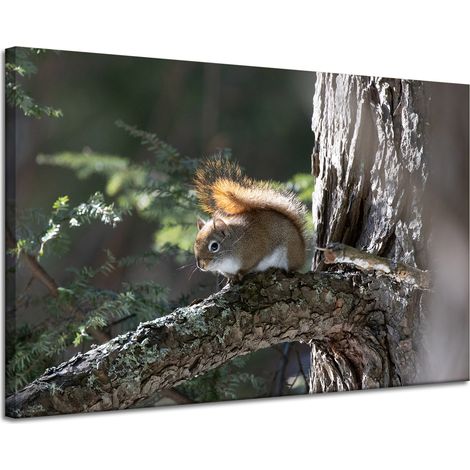 Leinwanddruck Tiere Eichhörnchen 120x80 cm
