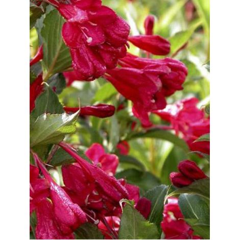 Weigela  'Red Prince' Pot de 2L/3L