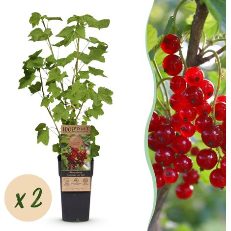 Groseillier à Grappes Jonkheer van Tets Ribes Rubrum - Lot de 2 Plantes - Fruits Rouges - H50 cm - PANGIVO (1/5)