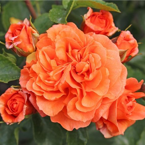 2 x Rosa  - Rosier Kordes - Rosa 'Orangerie'®