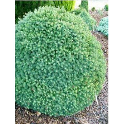 Épicéa de Serbie 'Karel' Pot de 2L/3L (1/3)