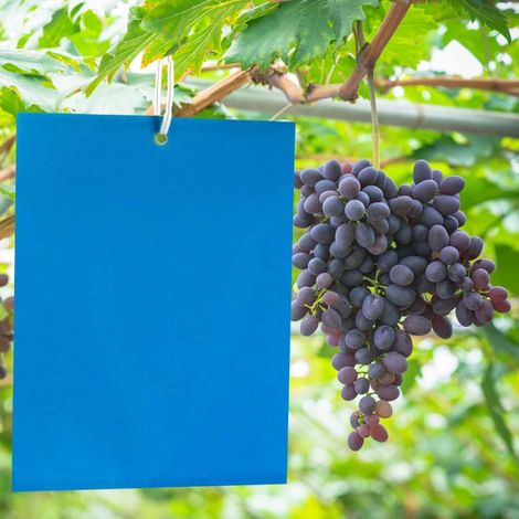 20 trampas azules de doble cara para moscas, trampas adhesivas de doble cara para insectos voladores - Invernadero y exteriores, trips, polillas del té, moscas, saltamontes del arroz, gusanos algodone (1/5)