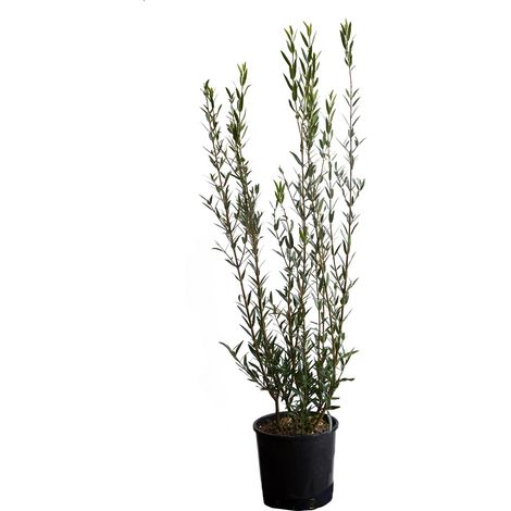 Phillyrea Angustifolia - H 100-125 cm Vaso da Coltura Ø 24 cm