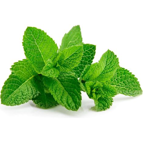Graines en sachet hermétique, Qualité supérieure, Germination 95%, Instructions incluses, Made in Italy (MENTHE POIVRÉE) (1/5)