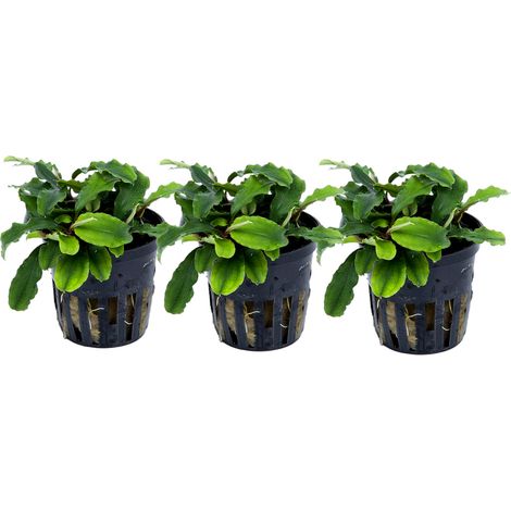 Aquarium Pflanze 3 Stück Bucephalandra pygmaea 'Bukit Kelam' Wasserpflanze Tropica Topf Nr.139 Set