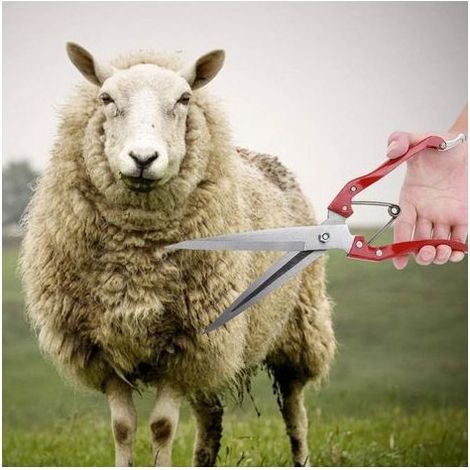 Manuelle De Mouton, Tondeuses À Laine De Chèvre Et De Mouton, Ciseaux De Cisaillement À Main En Acier Inoxydable Ciseaux De Coupe De Laine De Cisaillement De Mouton Multifonctionnels Avec (Red) (1/5)