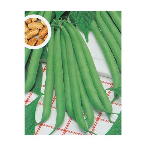 HARICOT NAIN CONTENDER - 150 G - GRAINES