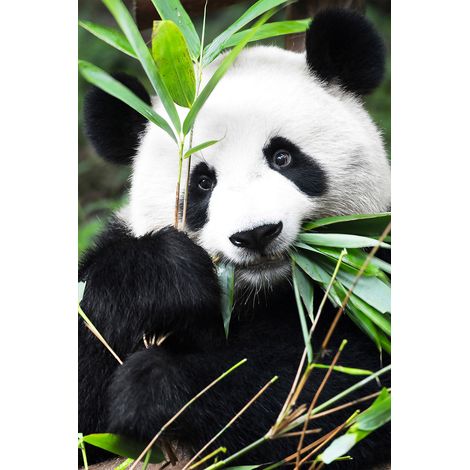 Tableau regard de panda Toile imprimée (1/5)