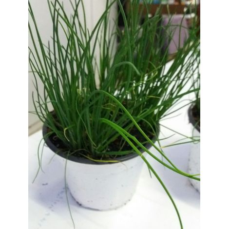 N. 2  PIANTE  DI ERBA CIPOLLINA vaso 14 cm (foto reali)