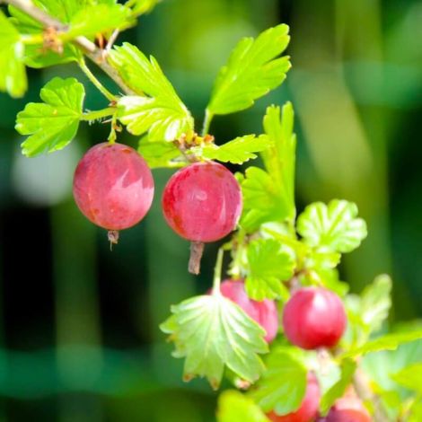 Groseillier à maquereau (Ribes uva crispa) (1/5)
