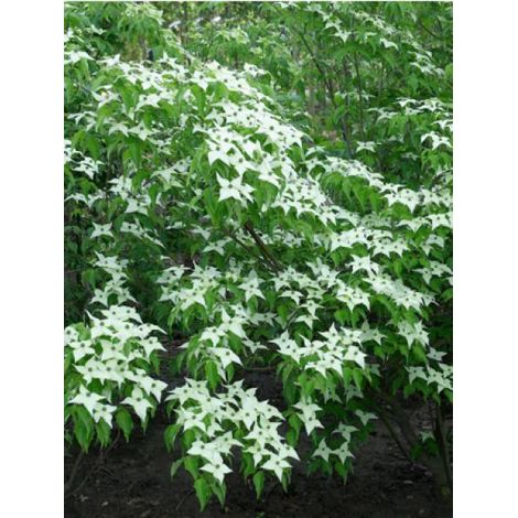 Cornouiller du Japon Pot de 2L/3L (1/4)