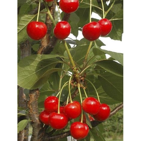 Cerisier colonnaire 'Hong Kong' Pot de 6L/7L, Colonnaire (1/3)