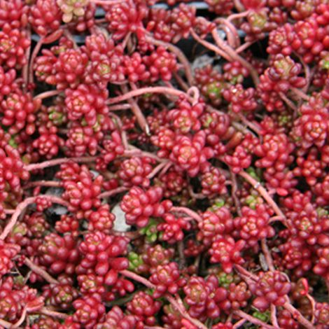 4 x Orpin blanc  - Sedum album 'Coral Carpet'  - godet 9x9 cm