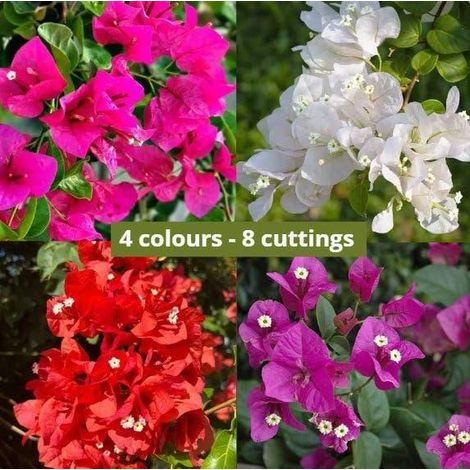 8 cuttings - Bougainvillea - 2 red