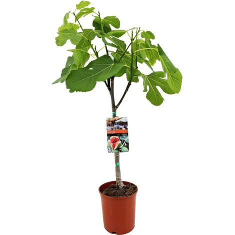 Ficus carica - Figuier à fruits comestibles - feuillage décoratif vert - pot 17 cm - hauteur 80 cm - PANGIVO