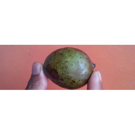Kasturi Mango Plant Mangifera Casturi - Pianta di Frutto Frutta Foto Reali (1/3)