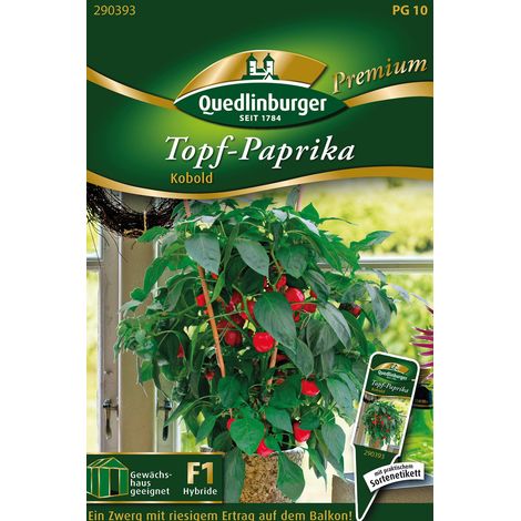 Quedlinburger Saatgut – Poivron en pot Kobold – Graines de légumes, port nain, hauteur env. 50 cm (1/2)