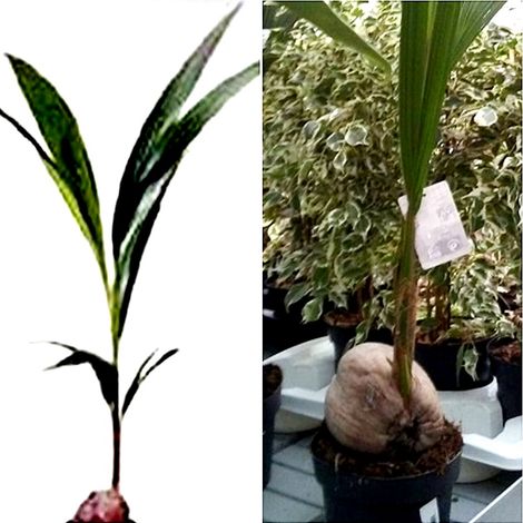 Planta de Coco Cocotero. en Maceta M19. Altura 130-150 Cm