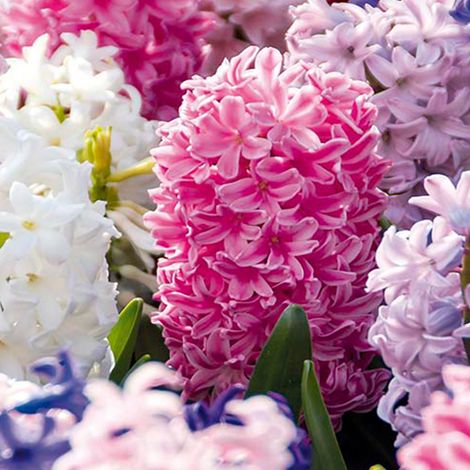 Bloomique - Mélange de 10 - Jacinthe - Jacinthe - Mélange de Couleurs - Bulbes à Fleurs - Floraison Printemps - Plantes Vivaces - Pousse jusqu'à 20-25 cm (1/5)