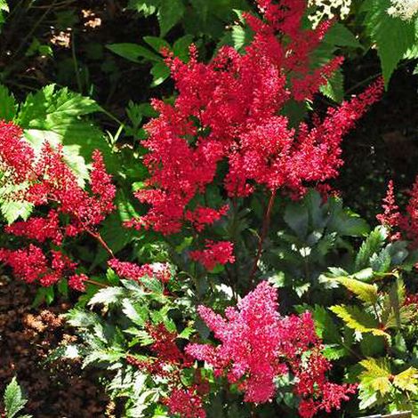 4 x Astilbe du Japon 'Red Sentinel' - godet 9x9 cm