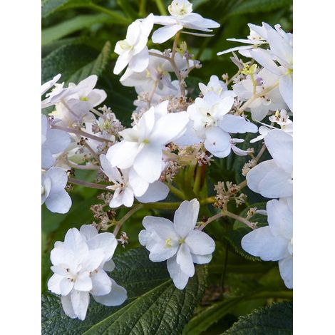 Hortensia nain 'Yoraku Tama' Pot de 4L/5L (1/2)
