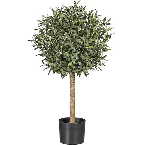 ALBERO ULIVO