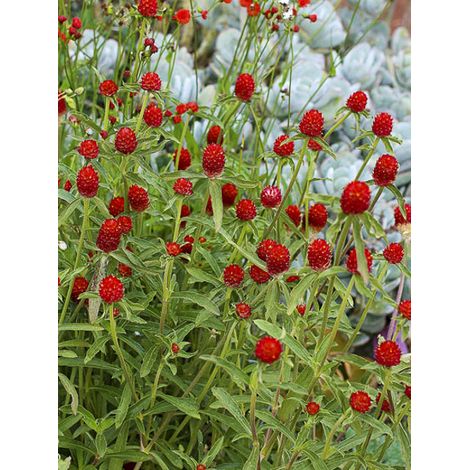 Amarantine 'Strawberry Fields' le sachet de 150 graines (0,8g) (1/2)