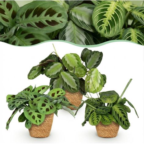 Lot de 3 Maranthas Plantes à Prière d'Intérieur avec Paniers Pot 12 cm Hauteur 25 cm Vert - PANGIVO (1/5)