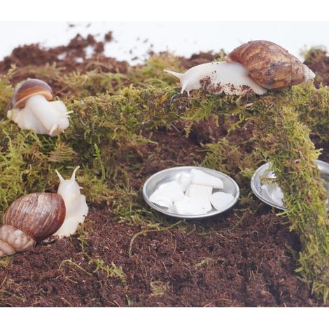 Kit de Décoration de Vivarium pour Escargots avec Mousse Naturelle Branche de Pont et Sol en Terreau Pot de Nourriture Accessoires d'Aménagement de Terrarium (1/5)