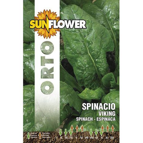 Graines d'Épinard Viking Tournesol