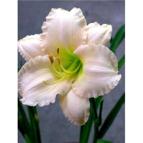 Lis d'un jour, Hémérocalle 'Lullaby Baby' Godet de 8/9 cm (1/2)