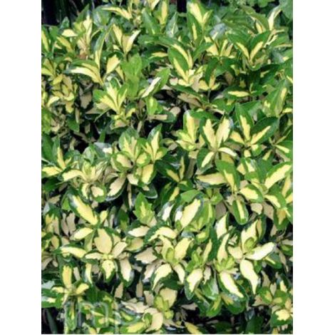 Fusain persistant 'Sunspot' Pot de 2L/3L (1/4)