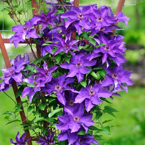 Clématite 'The President' (Clematis 'The President')