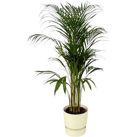 Palmier Areca Chrysalidocarpus Plante d'Intérieur avec Pot Blanc H110 cm - PANGIVO