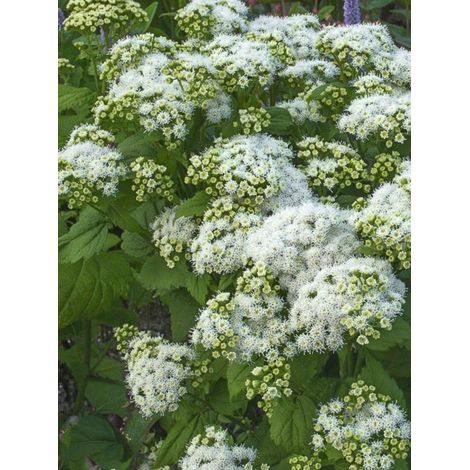 Eupatoire 'Lucky Melody' Godet de 8/9 cm (1/2)