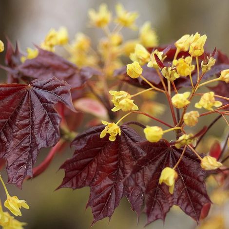 Erable à feuille de platane Schwedleri, Acer platanoides/Pot de 30L - Tige 8/10 - 175/200 cm