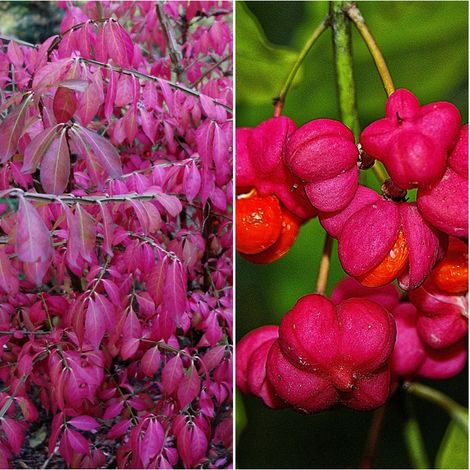 Planta para Setos Evonimo Botenero. Euonymus Europaeus (1/2)