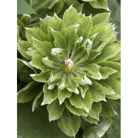 Clématite 'Green Passion' Pot de 2L/3L