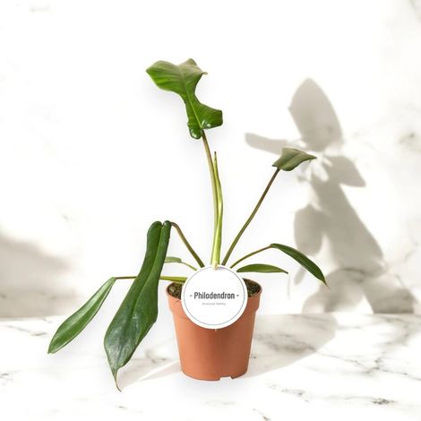 Gardenaria Philodendron 'Joepii' - Pianta da interno ornamentale - Altezza: 40 cm (vaso 12) (1/5)