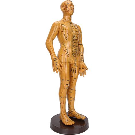 Modèle d'acupuncture du corps humain (femme/homme) - Méridiens couleur cuivre - Modèle de points d'acupuncture - Modèle masculin (1/5)