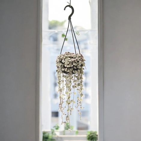 Gardenaria Ceropegia woodii - Pianta da interno ornamentale - Altezza: 30 cm (vaso 12)