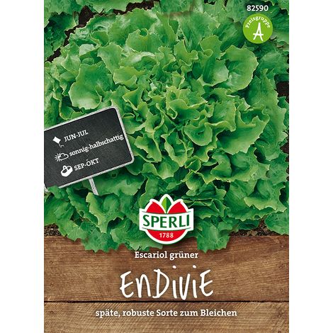 Sperli Endivien Grüner Escariol - Gemüsesamen (1/4)