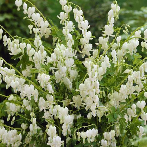 4 x Cœur de Marie - Dicentra spectabilis 'Alba' - godet 9x9 cm