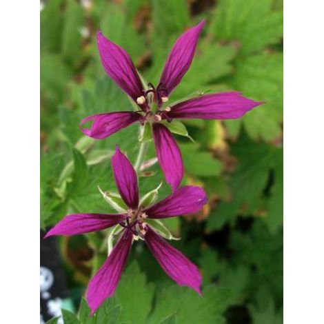 Géranium vivace 'Catherine Deneuve'® Godet de 8/9 cm (1/3)