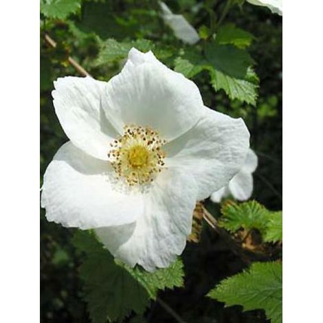 Ronce 'Benenden' Pot de 3L/4L (1/5)