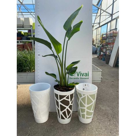 PIANTA DI STRELITZIA AUGUSTA +VASO MOSAICO H. 150 CM (foto reali) DA INTERNO