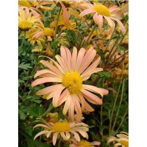 Marguerite d'automne 'Mary Stocker' Godet de 8/9 cm